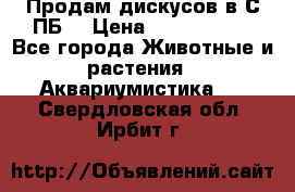 Продам дискусов в С-ПБ. › Цена ­ 3500-4500 - Все города Животные и растения » Аквариумистика   . Свердловская обл.,Ирбит г.